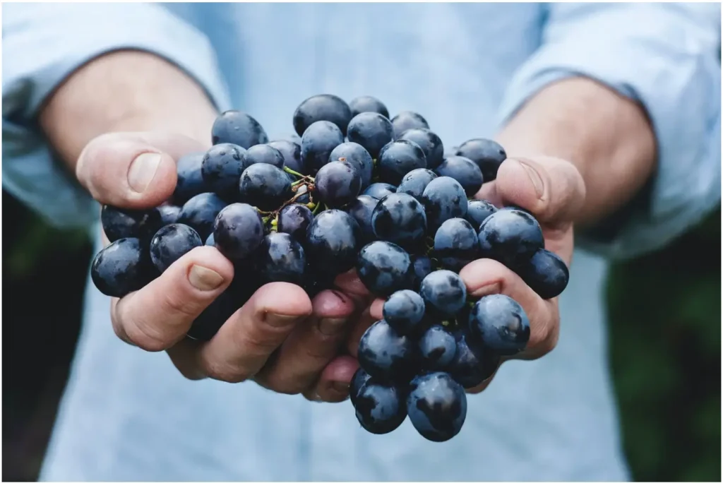 Financial stewardship, thoughtfully applied, may yield good fruit in someone’s life just as the pruning, persistence, and patience of a vineyard’s employee can produce beautiful grapes
