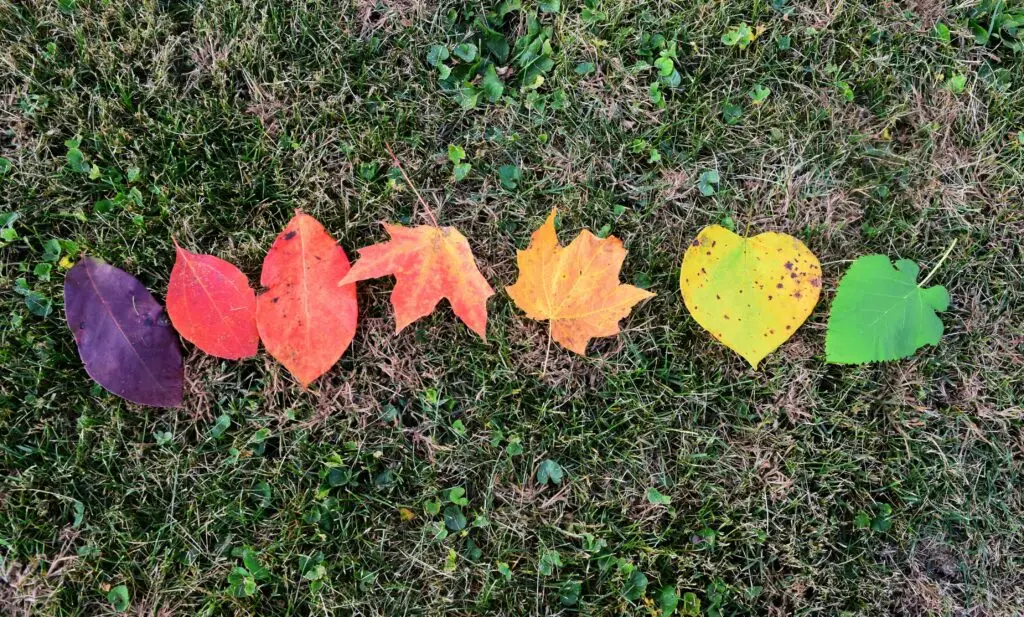 Different-colored leaves to represent visually that there are different seasons in life - and this is why there are good seasonal questions to ask your financial advisor during annual review meetings.